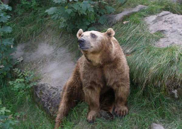 Innsbruck Alpenzoo