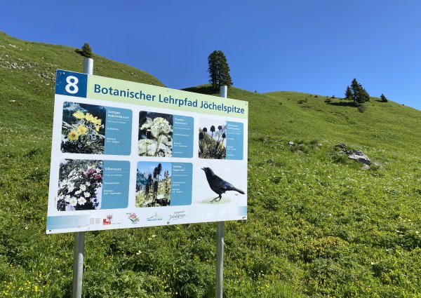 botanischer_lehrpfad_joechelspitze_c_ulses_812.jpg