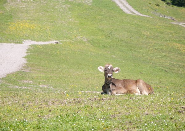 Höhenweg Berwang