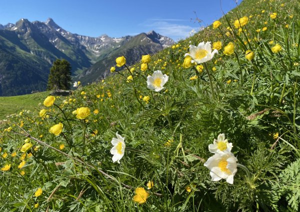 joechelspitze_lechtal_alpenblumen_c_ulses_824.jpg