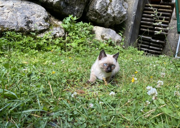 katze_baumgart_alm_bach_lechtal_3834.jpg