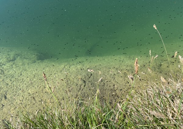 kaulquappen_im_frauensee_c_ulses_0481.jpg