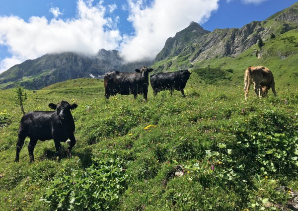 kuehe_baumgart_alm_bach_lechtal_8412.jpg