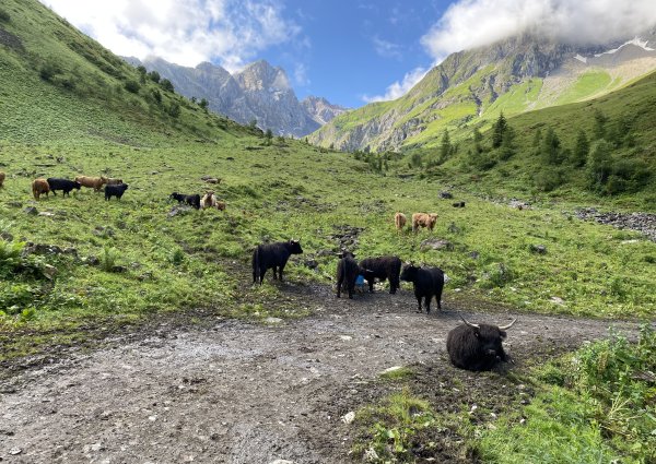 kuhherde_baumgart_alm_bach_lechtal_3814.jpg