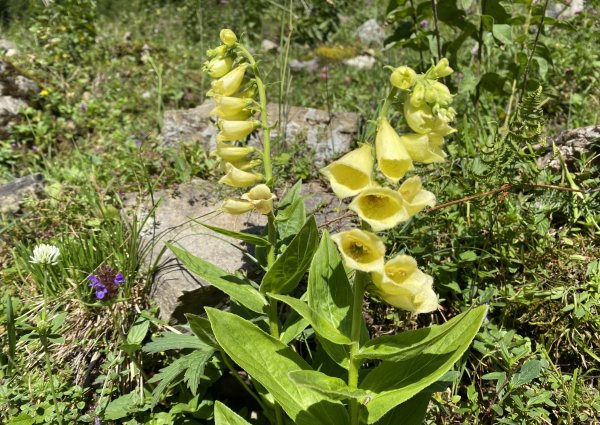 pflanzen_baumgart_alm_bach_lechtal_3808.jpg