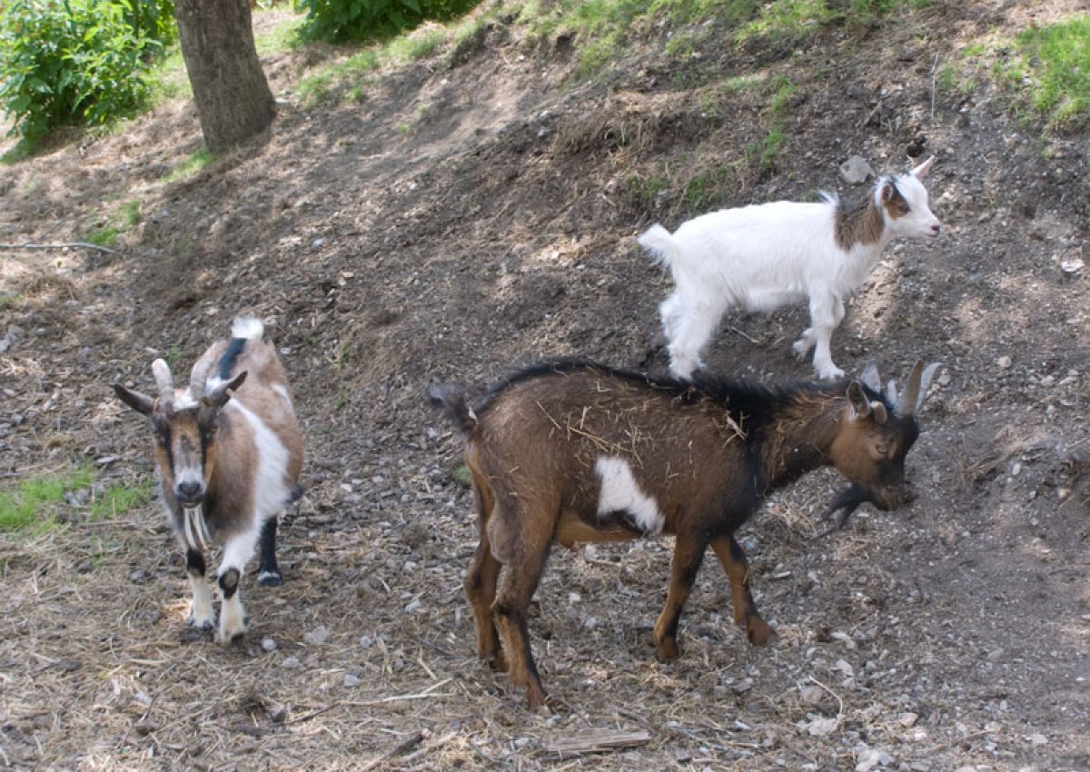 Tier- und Streichelzoo